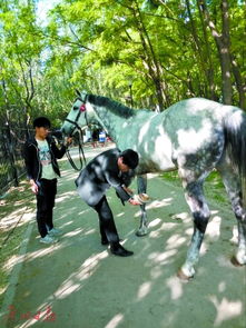 运动马兽医 马匹 监护人 