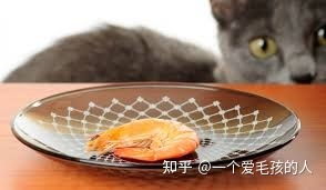 猫能吃虾吗 