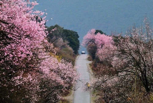 2021西藏林芝桃花节时间确定 一起到林芝欣赏十里桃花