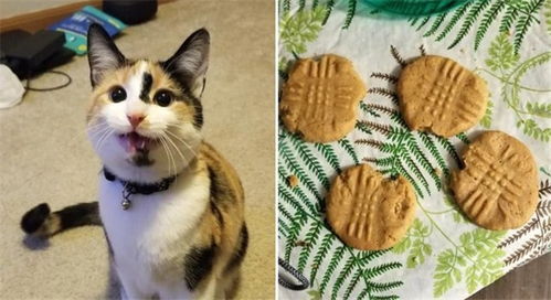 淘气猫咪偷偷打开饼干盒 每一块都咬了一口