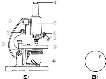 20.如图1是显微镜的示意图.请据图回答相关问题 在 填代号.在横线上填文字 . 1 在显微镜的结构中起放大作用的是 目镜和 物镜. 2 能使镜筒升降的是 