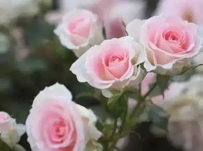南京这座玫瑰园将于下周开园,带上你的ta,共赴一场美好花事吧
