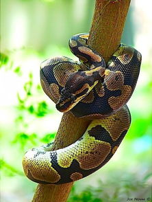 5种最流行宠物蛇 