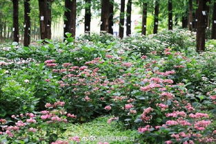 申城夏季百花争艳 千屈菜 马鞭草