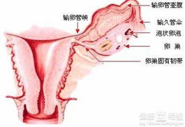 多囊卵巢综合症不孕怎么治疗好