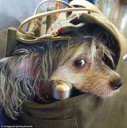在美国纽约 乘客都是这样带狗上地铁的 