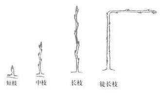 果树修剪前必须要了解的基本知识 下剪如有神助