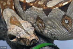 惊险 厦门某动物园的蟒蛇一跃而起 他手掌被咬难挣脱 