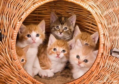 图 西安猫舍专业出售各类纯种幼猫 西安宠物猫 