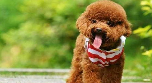 宠物狗中的明星泰迪还是萨摩耶 销量榜单说明一切
