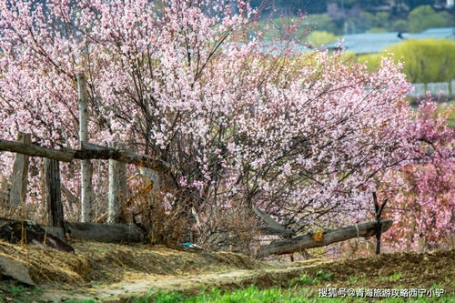 2021年林芝桃花节时间定了