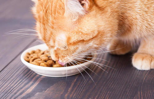 猫不爱吃东西是什么原因（猫咪不爱吃饭是怎么回事）