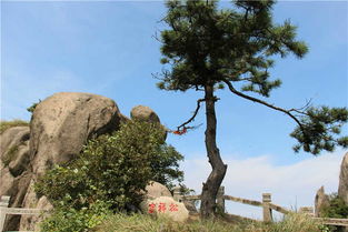 安徽九华山 黄山 宏村 5日独行,详细驴友路线 超多照片大放送图片 