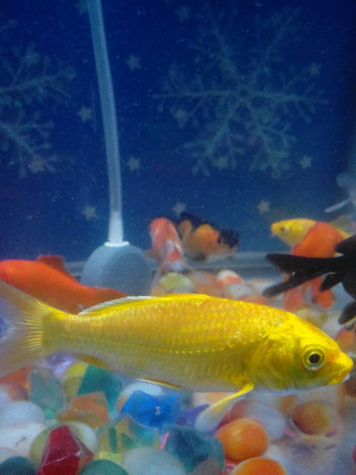 有谁知道这个黄颜色的鱼叫什么名字,我前天买的才4块钱一条,为什么它老是追着其它鱼咬,目前没有咬破其 