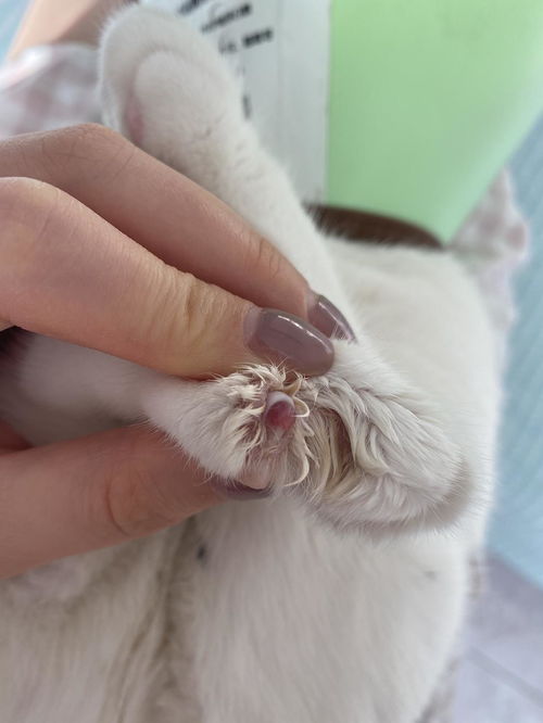 猫猫指甲一整个掉了应该怎么护理呀,求求大家了 