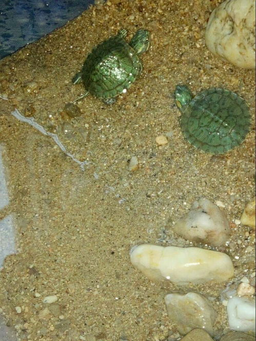 我的巴西龟怎么不吃不喝,头还伸的特别长,是不是快死了 
