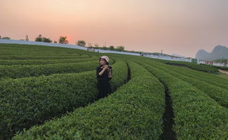 毫野茶叶（野茶多少钱一盒）