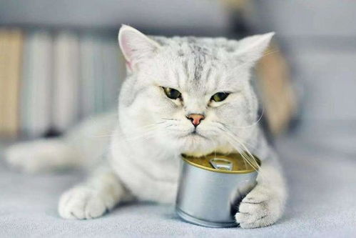 猫咪挑食,不吃猫粮怎么纠正