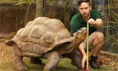 阿德维塔 被 死神遗忘 的乌龟,活了256岁,熬走了三任饲养员