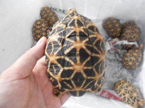 中华花龟能长多大 