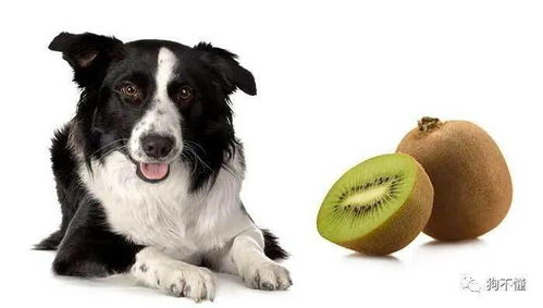 狗能不能吃猕猴桃