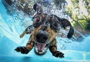 摄影师水下镜头下的狗狗们,表情不要太丑啦