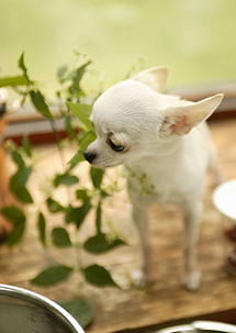 犬纯种犬图片素材 犬纯种犬图片素材下载 犬纯种犬背景素材 犬纯种犬模板下载 我图网 