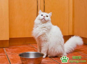 猫咪不喜欢吃猫粮是主人惯的