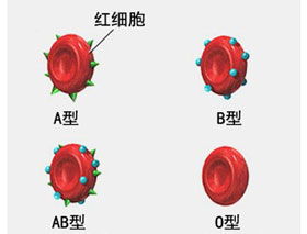 人类什么样的血型最值钱