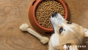 为什么你的狗在吃东西时会咳嗽 什么原因导致的 