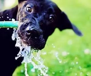 狗狗喝什么水好 狗不喝水我们怎么办 