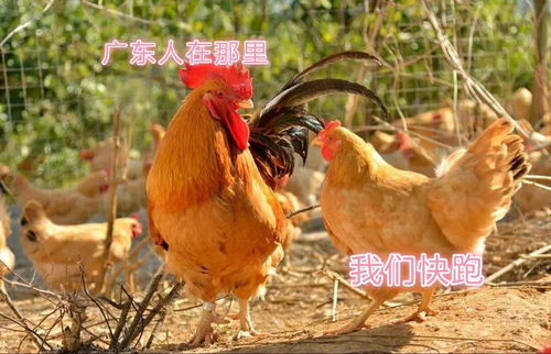 在广东,做鸡也太难了 网易订阅 