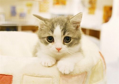 图 成都出售布偶猫 美短 可免费送猫上门 成都宠物猫 