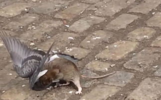 美国纽约布鲁克林一只老鼠当街捕杀鸽子的视频在网上爆红