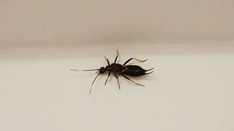 这是什么虫,六个脚,前后有一对触角之类的,黑色 