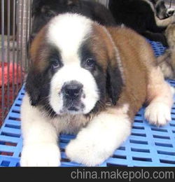 广州大型宠物狗广州贝尔犬舍有卖 广州纯种圣伯纳犬