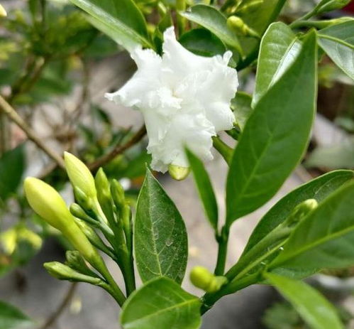 这3款花卉植物 外表靓丽 寓意好 好看好养,名字却土里土气