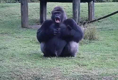 大猩猩用手语装可怜 请勿喂食 游客心疼丢食物它马上塞嘴巴里