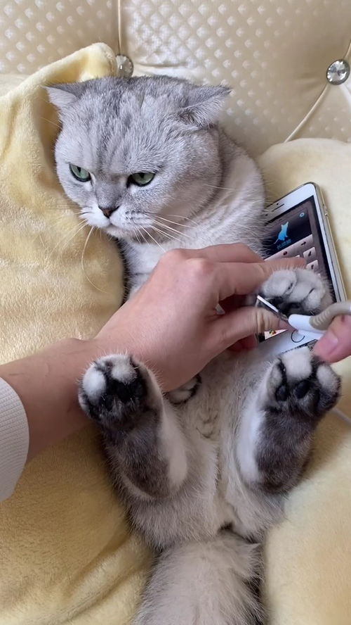当猫咪不肯剪指甲怎么办 