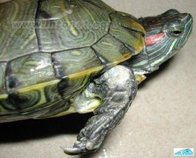 乌龟颈子有绿豆大的伤口 有一点肿,需要如何治疗 乌龟是喂肉好 还是喂它龟饲料好 
