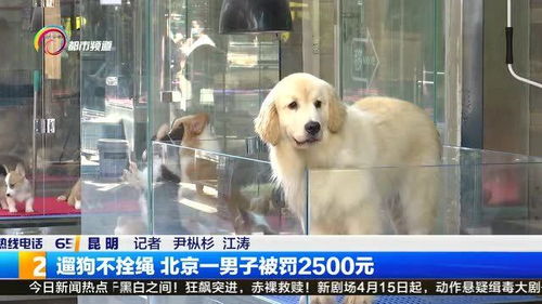 遛狗不拴绳 北京一男子被罚2500元 