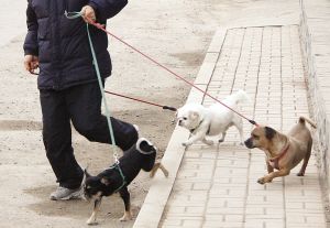 山东拟规定居民养犬需征得邻居认可
