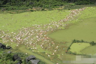 广西一养殖场被淹 超1.6万生猪死亡其中猪仔1万头 