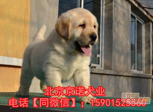 纯种拉布拉多幼犬 北京黑色拉布拉多多少钱一只 