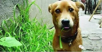 狗狗为什么会吃草 
