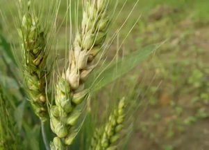 小麦养花期几天