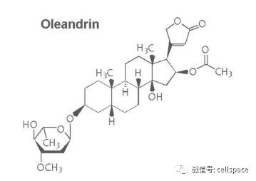 JAA 夹竹桃苷有望有效治疗HTLV 1病毒感染