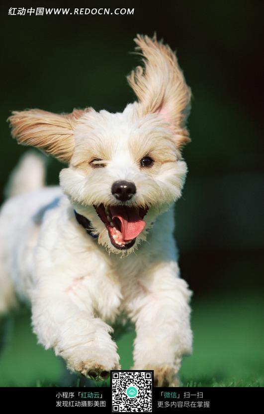 草地上奔跑的一只小狗图片免费下载 红动网 