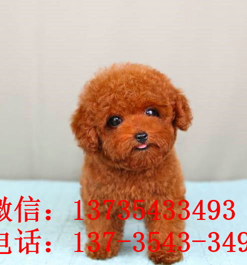 青岛宠物狗狗出售纯种泰迪幼犬茶杯泰迪犬领养