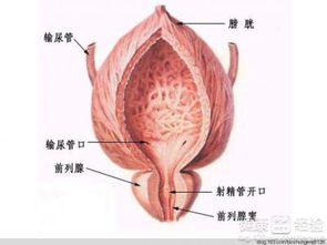 男性小腹痛是怎么回事